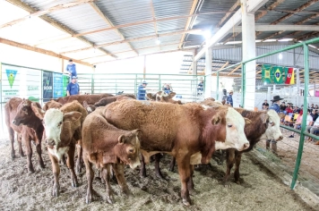Sucesso de vendas marca 15º Remate de Bovinos de Corte de Aratiba