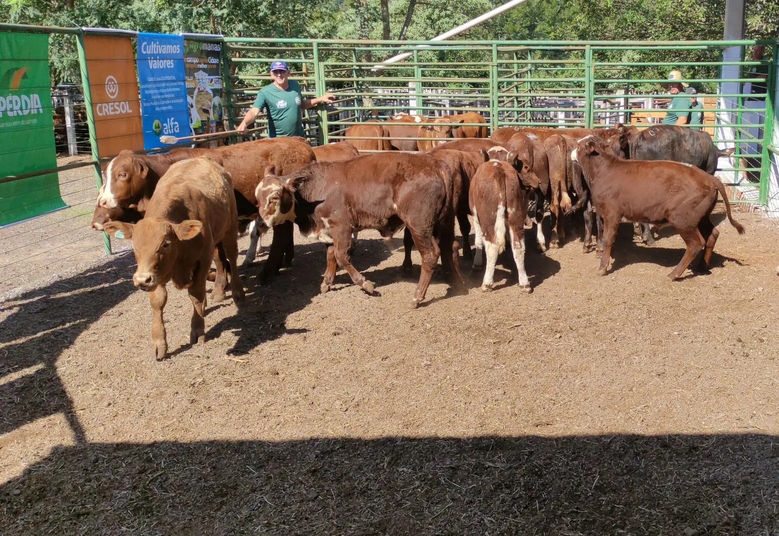 Aratiba promove no dia 25 de abril o 15º Remate de Bovinos de Corte